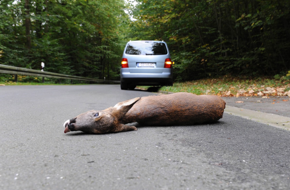 Gut zu wissen: Tipps für den Alltag / Ein Reh kommt selten allein / Wer in der Dämmerung durch Waldstücke fährt, muss die Geschwindigkeit unbedingt anpassen (mit Bild)