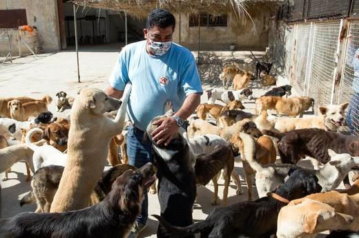 VIER PFOTEN verteilt zehn Tonnen Futter an hungernde Tiere im Libanon – trotz Corona