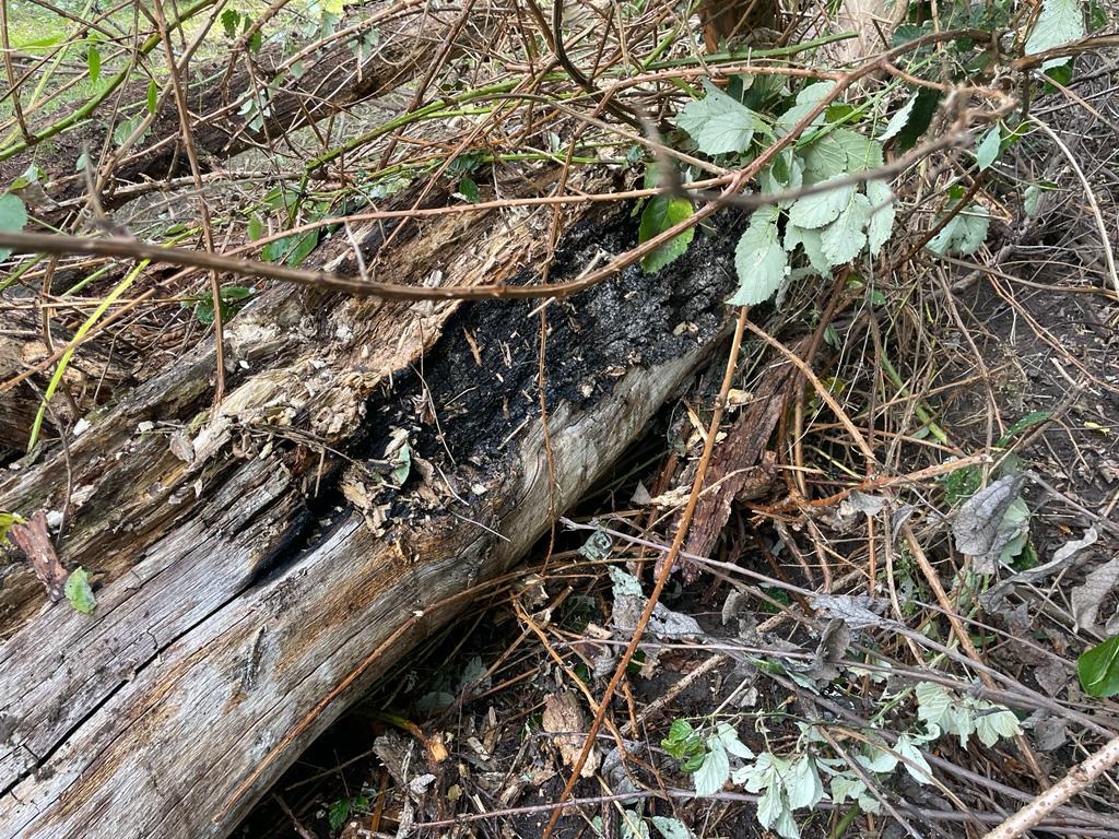 FW-EN: Wetter - Kleinbrand im Waldgebiet