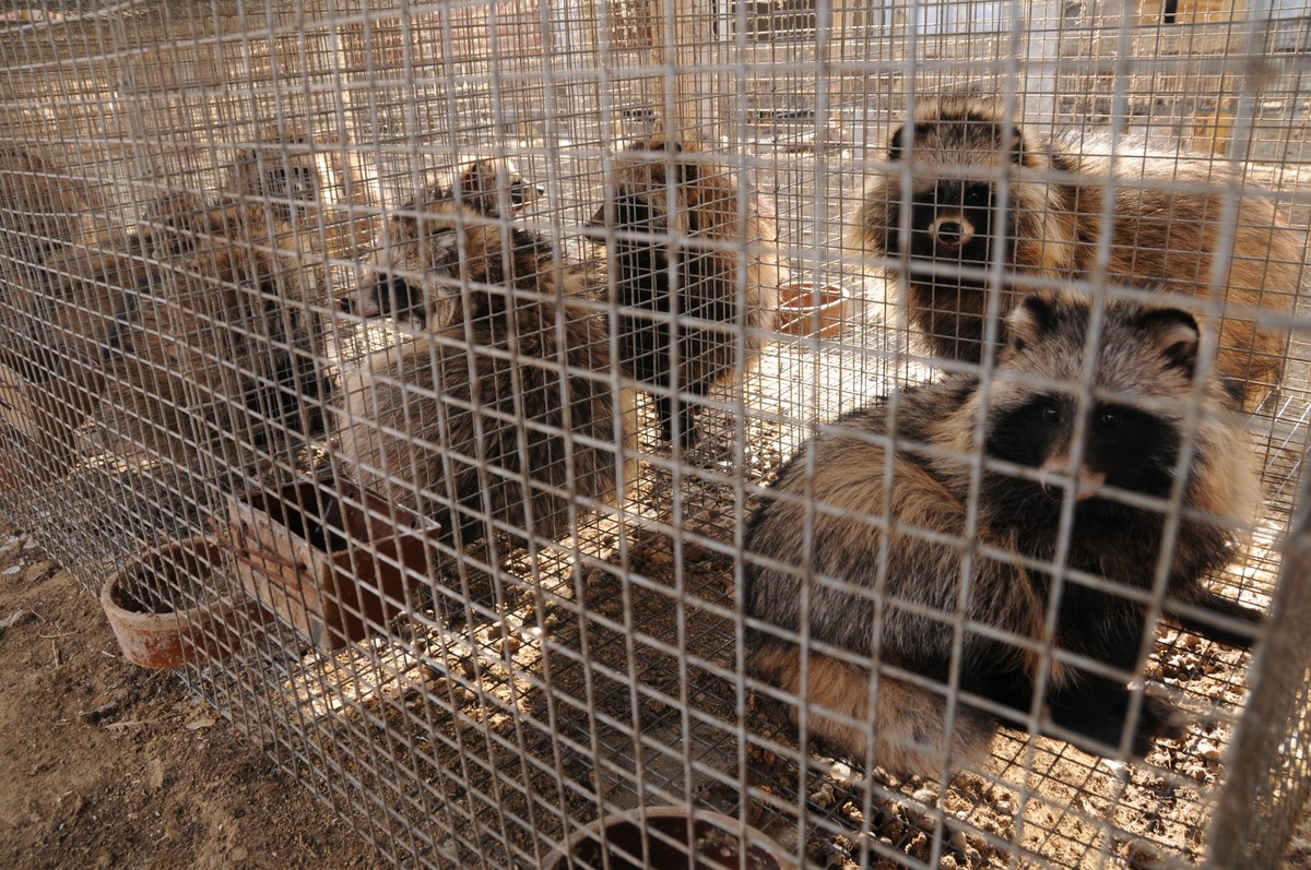 Neue Studien weisen auf Tiermarkt in China als Ausgangspunkt der COVID-19-Pandemie hin