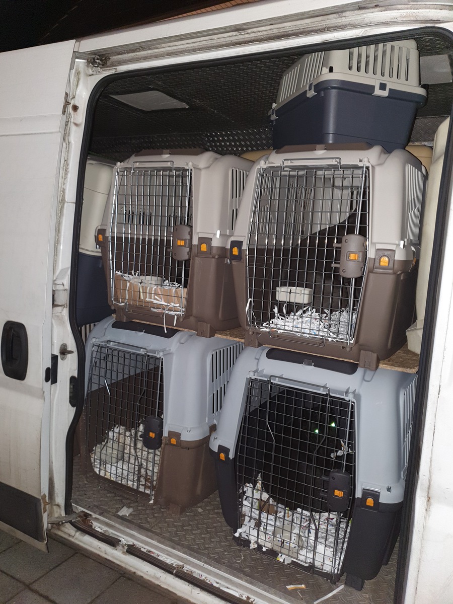 POL-D: Düsseldorf - Verdacht des illegalen Tiertransports - Polizei rettet 34 Welpen und Junghunde - Zwei Tatverdächtige festgenommen