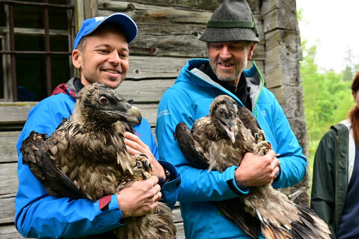 Neue Geier braucht das Land: &quot;Sisi&quot; und &quot;Nepomuk&quot; erfolgreich im Nationalpark Berchtesgaden ausgewildert / Zwei weitere Bartgeier von LBV und Nationalpark in die Alpen entlassen