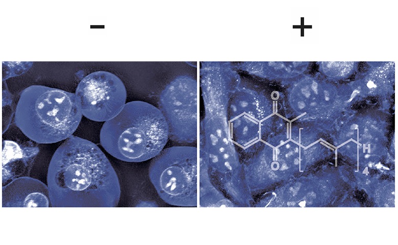 Vitamin K prevents cell death: a new function for a long-known molecule