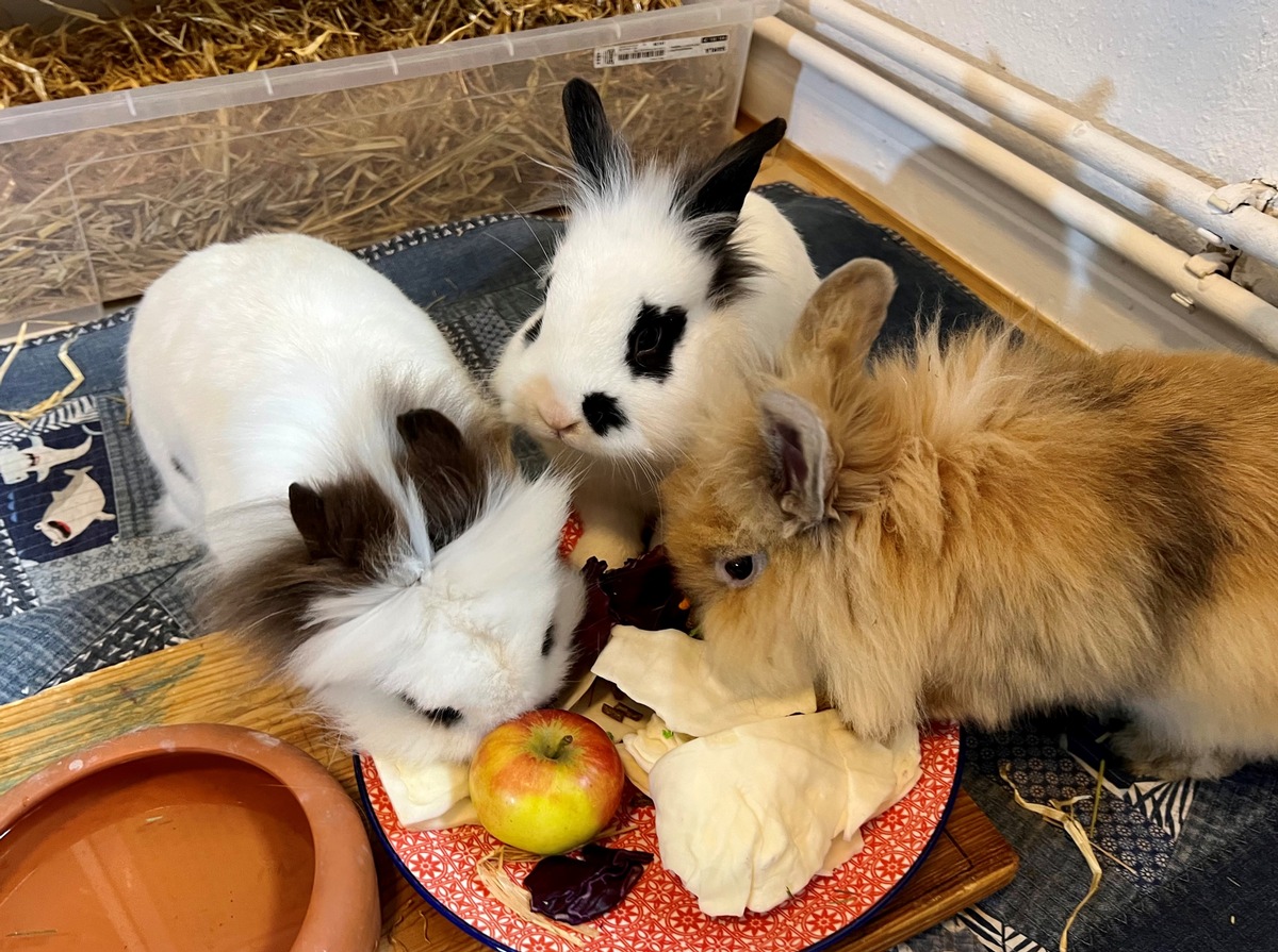 POL-GÖ: (160/2023) War Fahndungsdruck zu groß? Freude und Erleichterung bei Familie im Göttinger Brauweg - Timi und Rocky sind wieder da!