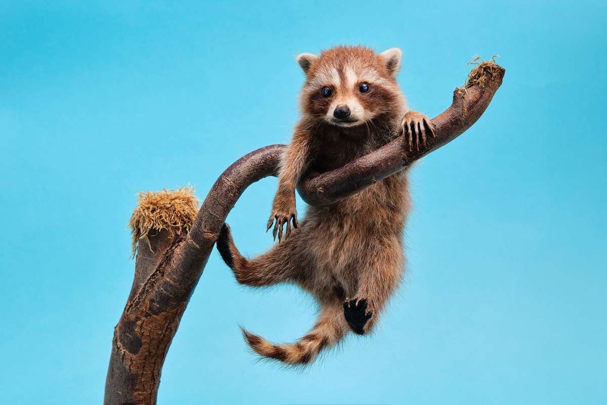 Sonderausstellung Naturhistorisches Museum Basel: Einladung Medienrundgang