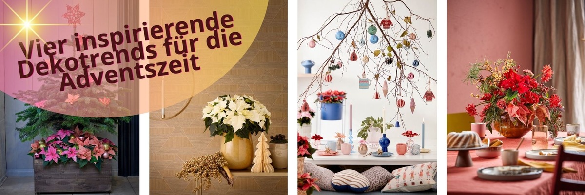 Weihnachtszauber 2024: Vier inspirierende Dekotrends für die Adventszeit - Die Weihnachtssterne inspirieren zu vielseitigen Festdekorationen