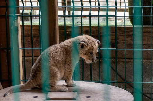 Grosskatzen mit Camembert und Schlagrahm gefüttert: Behörden beschlagnahmen 14 Löwen und Tiger von Fake-Tierschutzzentrum bei Paris