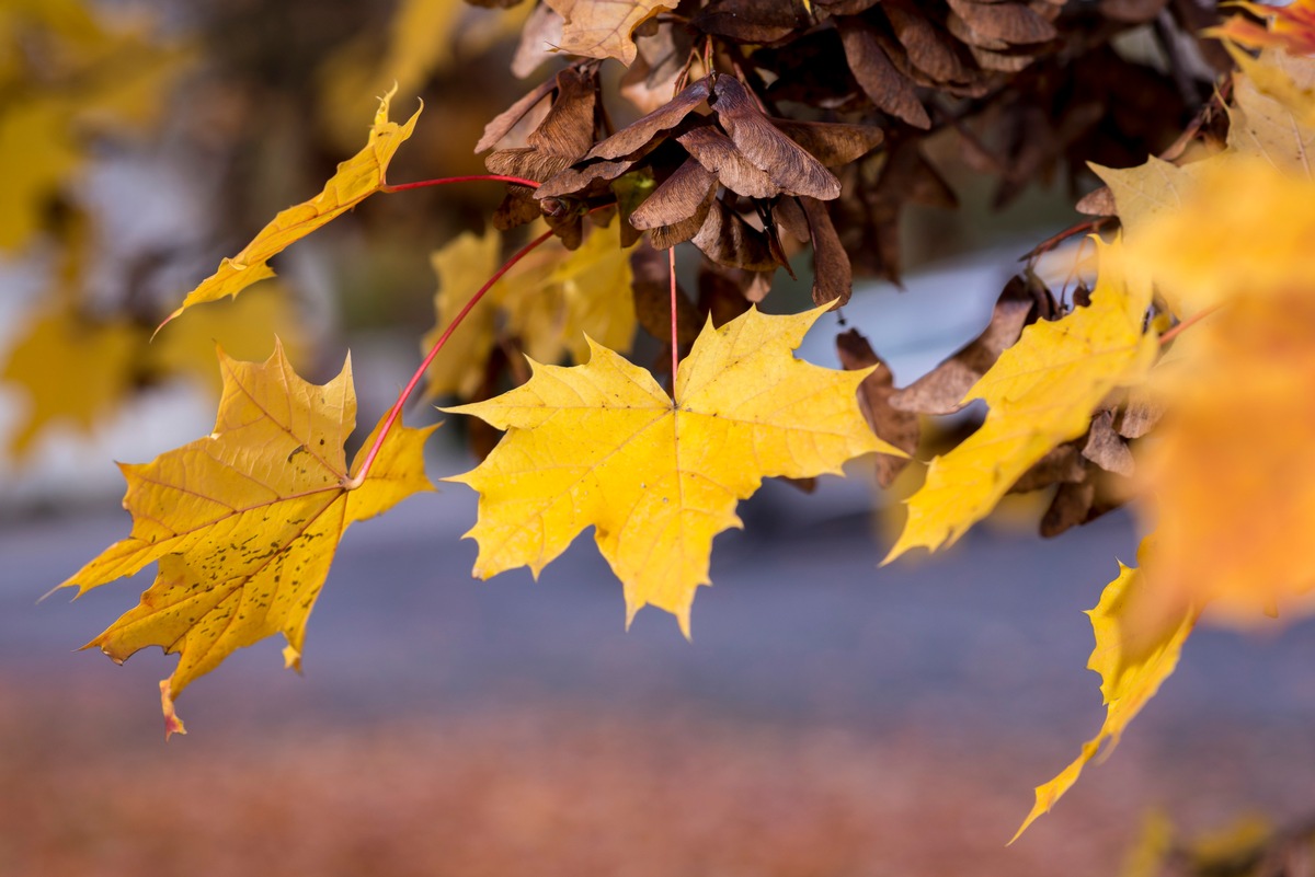 Tipps für den Alltag: Wenn die Blätter fallen / Herbstlaub kann Straßen in rutschige Flächen verwandeln (FOTO)