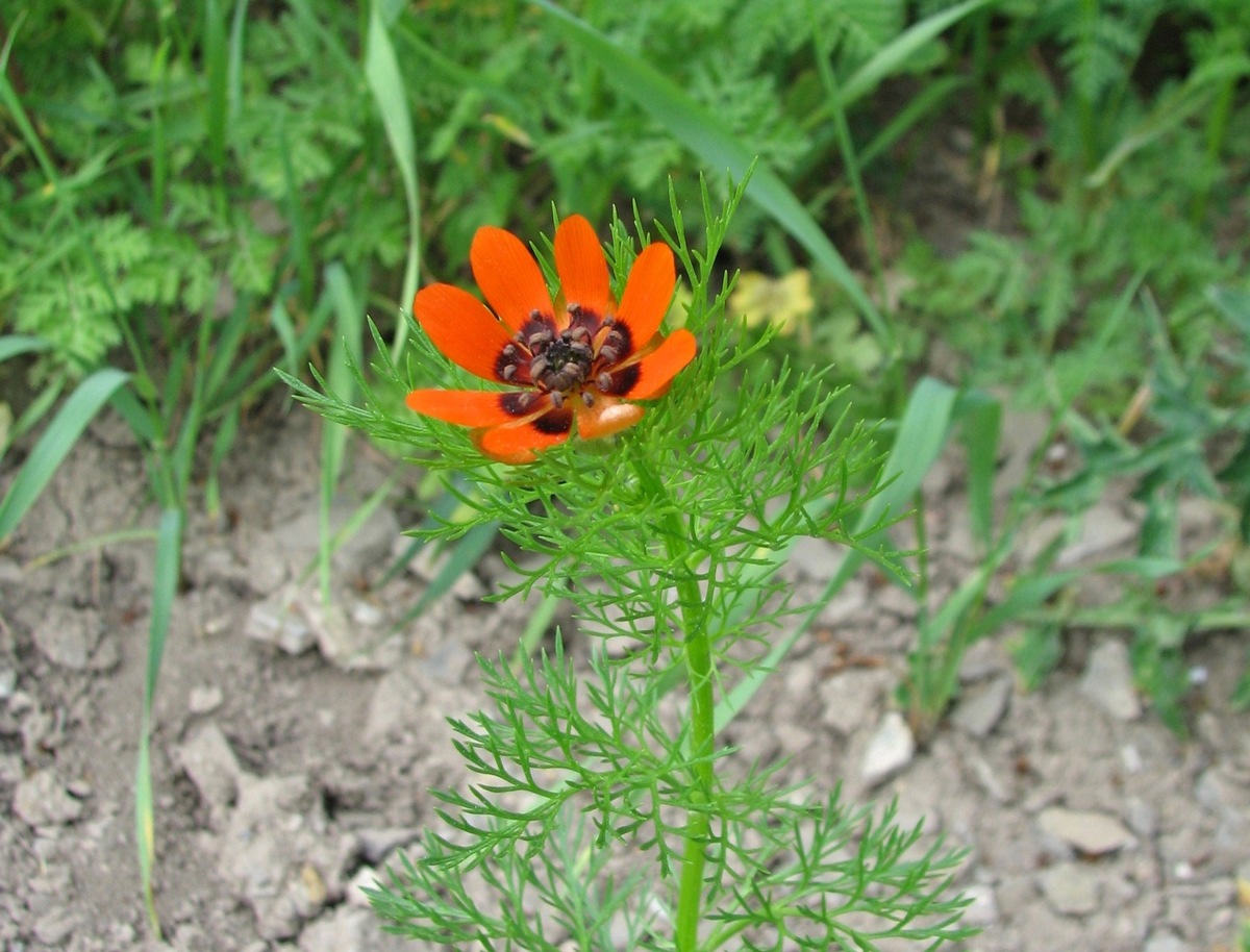 Managementplan für die DBU-Naturerbefläche Lauterberg steht