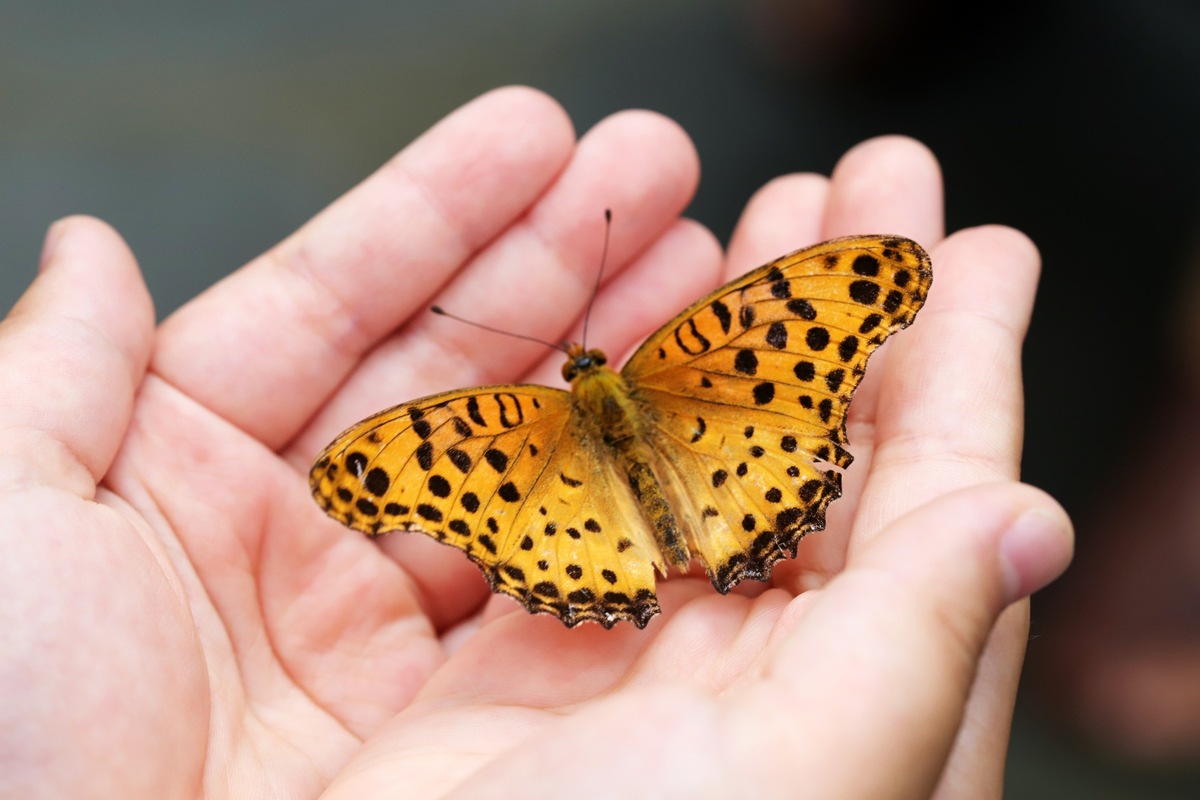 Appell an die Bundesregierung: Stellen Sie die Ampel für den Insektenschutz auf Grün!