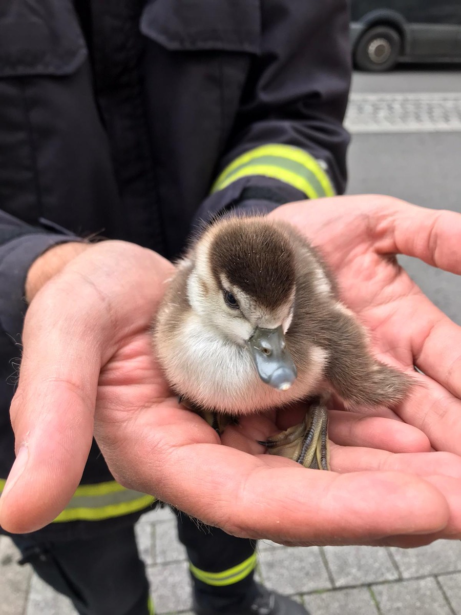 FW-D: Tierischer Einsatz für die Feuerwehr Düsseldorf