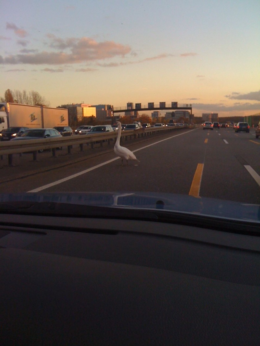 POL-F: 121107 - 1344 BAB A 5: Schwan legt Verkehr auf der A 5 lahm (Bildbeilage beachten)