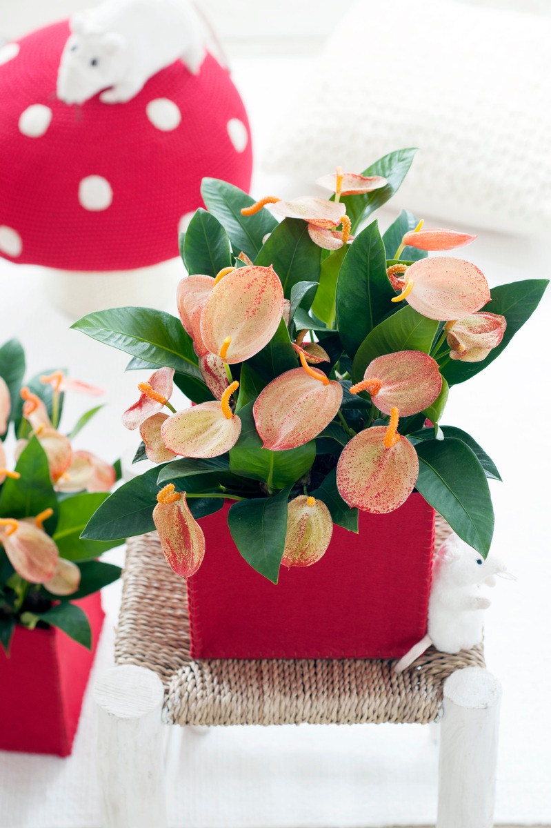 Anthurium ist Zimmerpflanze des Monats Juni / Exotischer Sommeranfang mit der unverwechselbaren Anthurium (FOTO)