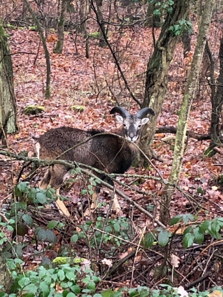 POL-PDNW: Mufflon im Pfälzer Wald