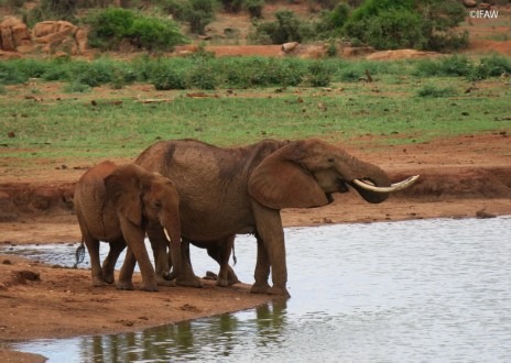 TUI Care Foundation und IFAW gemeinsam gegen Wilderei