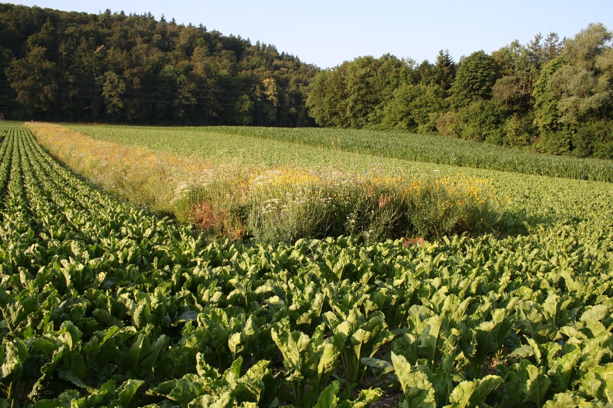 Bienenfreundlicher IP-SUISSE Zucker hat Potential