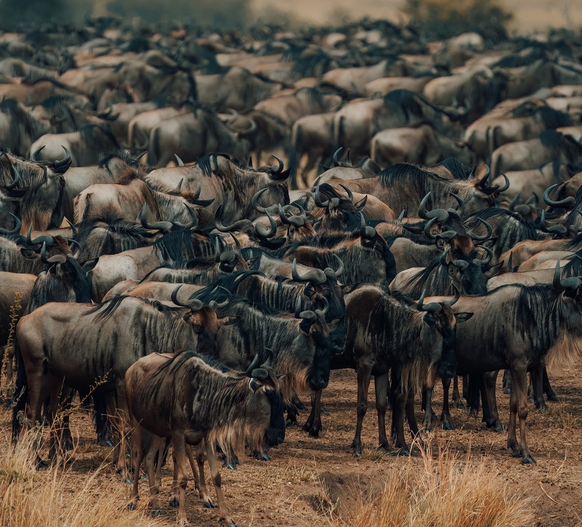 Afrika Safari Spektakel inmitten der Great Migration: Wilderness Usawa Serengeti eröffnet sechs mobile Camps im Serengeti Nationalpark, Tansania