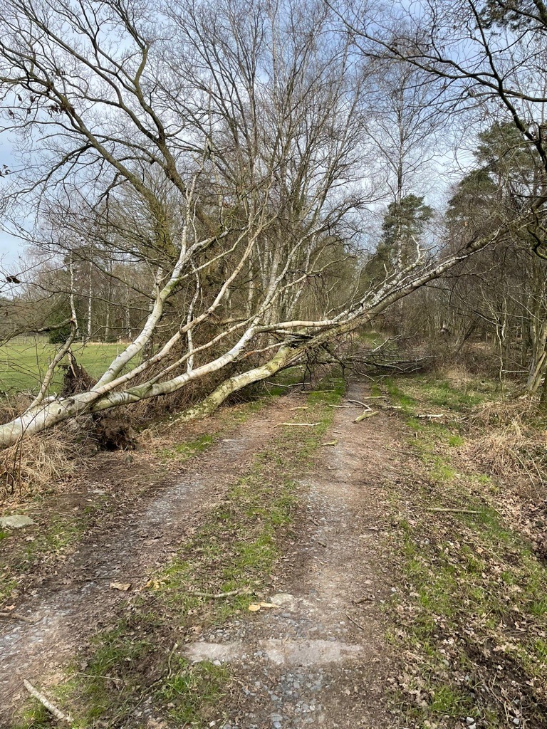 FW-Schermbeck: Umgekippter Baum - Kein Einsatz für die Feuerwehr