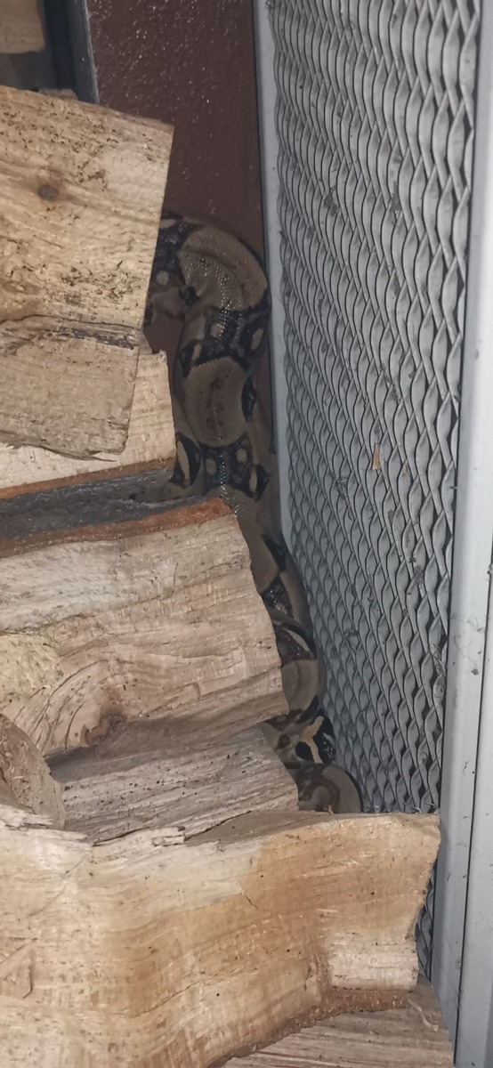 POL-HR: Schwalmstadt-Treysa: Boa Constrictor sucht seinen Besitzer