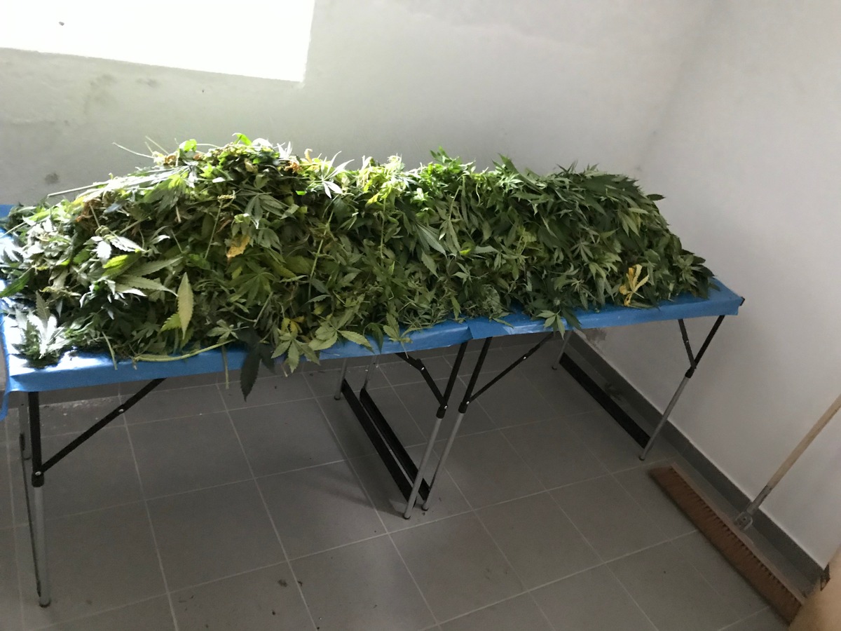 POL-OS: Bohmte
 - Professionelle IndoorPlantage in Stirpe