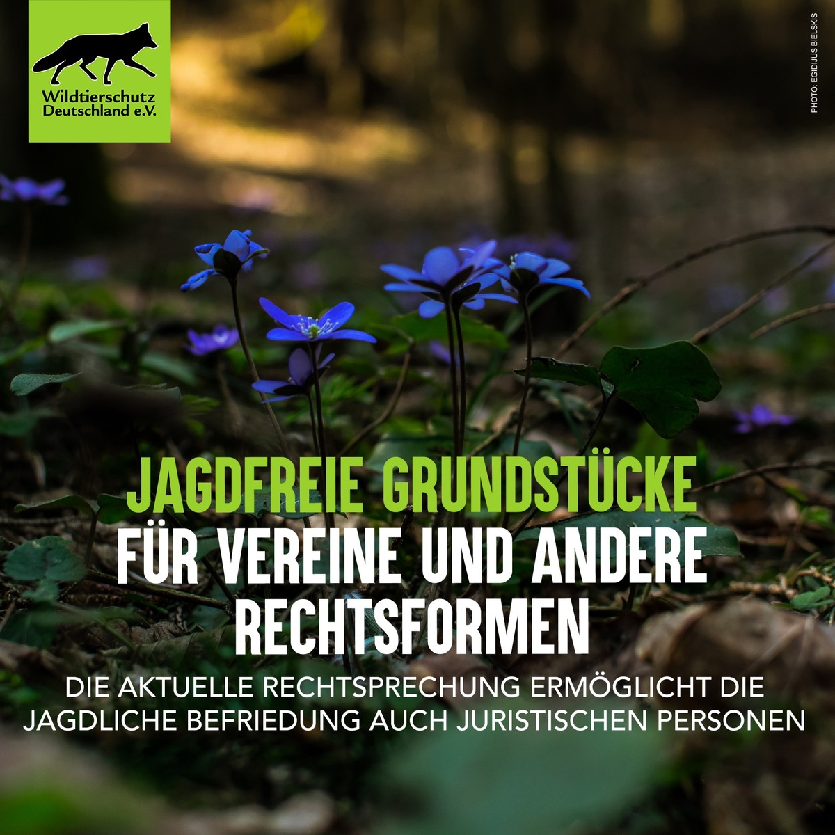 Auch juristische Personen können die Jagd auf ihren Grundstücken unterbinden