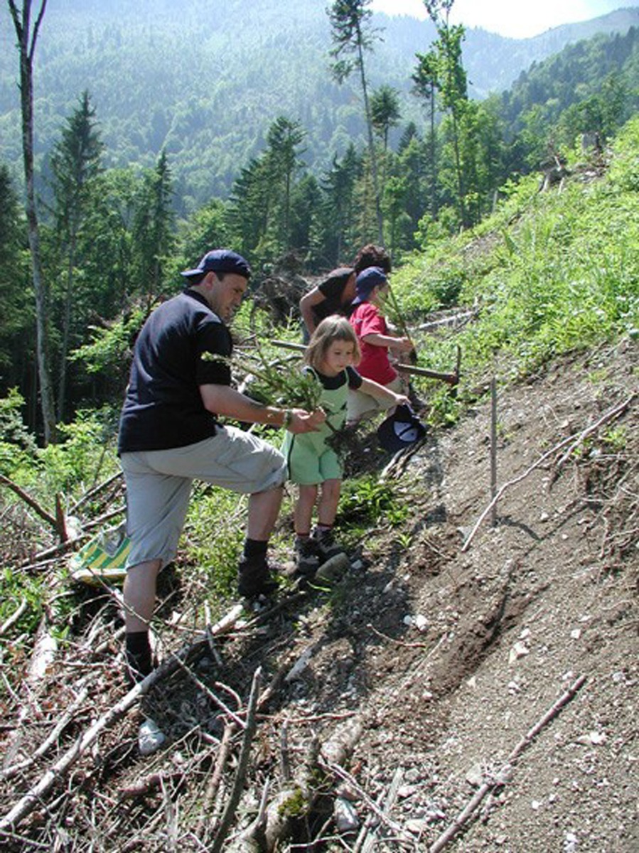 Emmi pflanzte Schutzwald am Stanserhorn