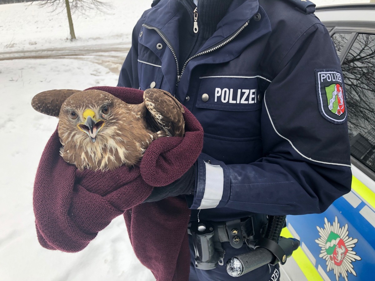 POL-REK: 190201-1: Greifvogel gerettet - Pulheim