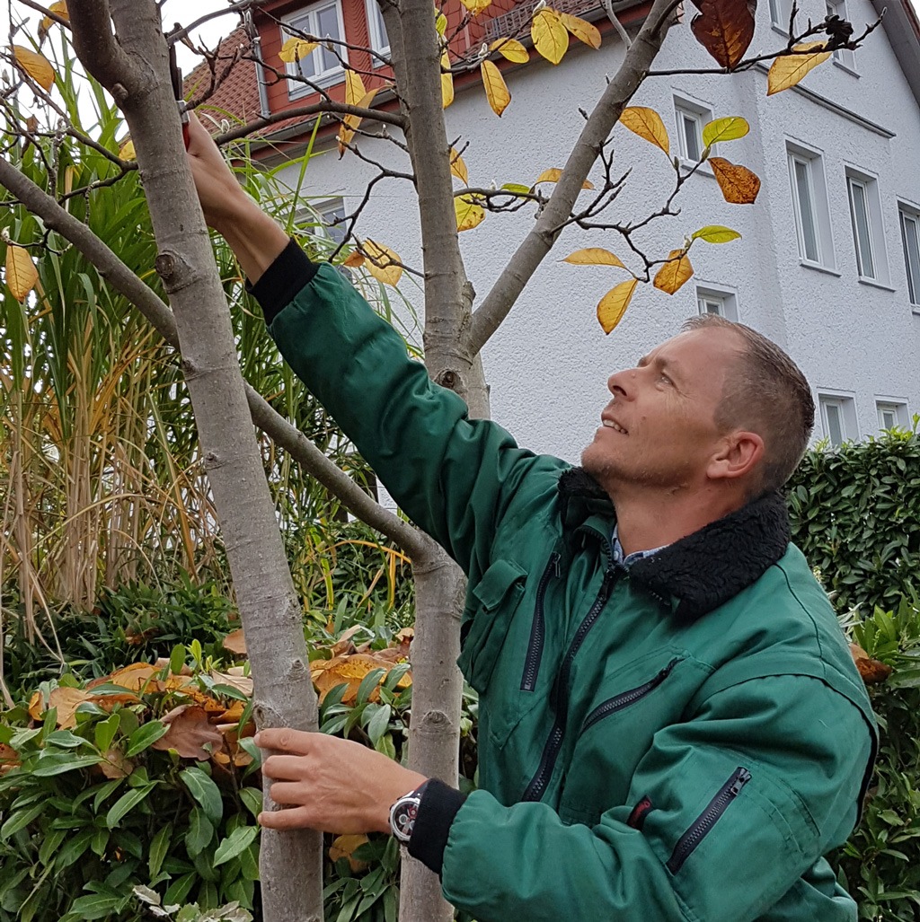 Bäume im Garten: So sorgen Sie für Vitalität und gesundes Wachstum