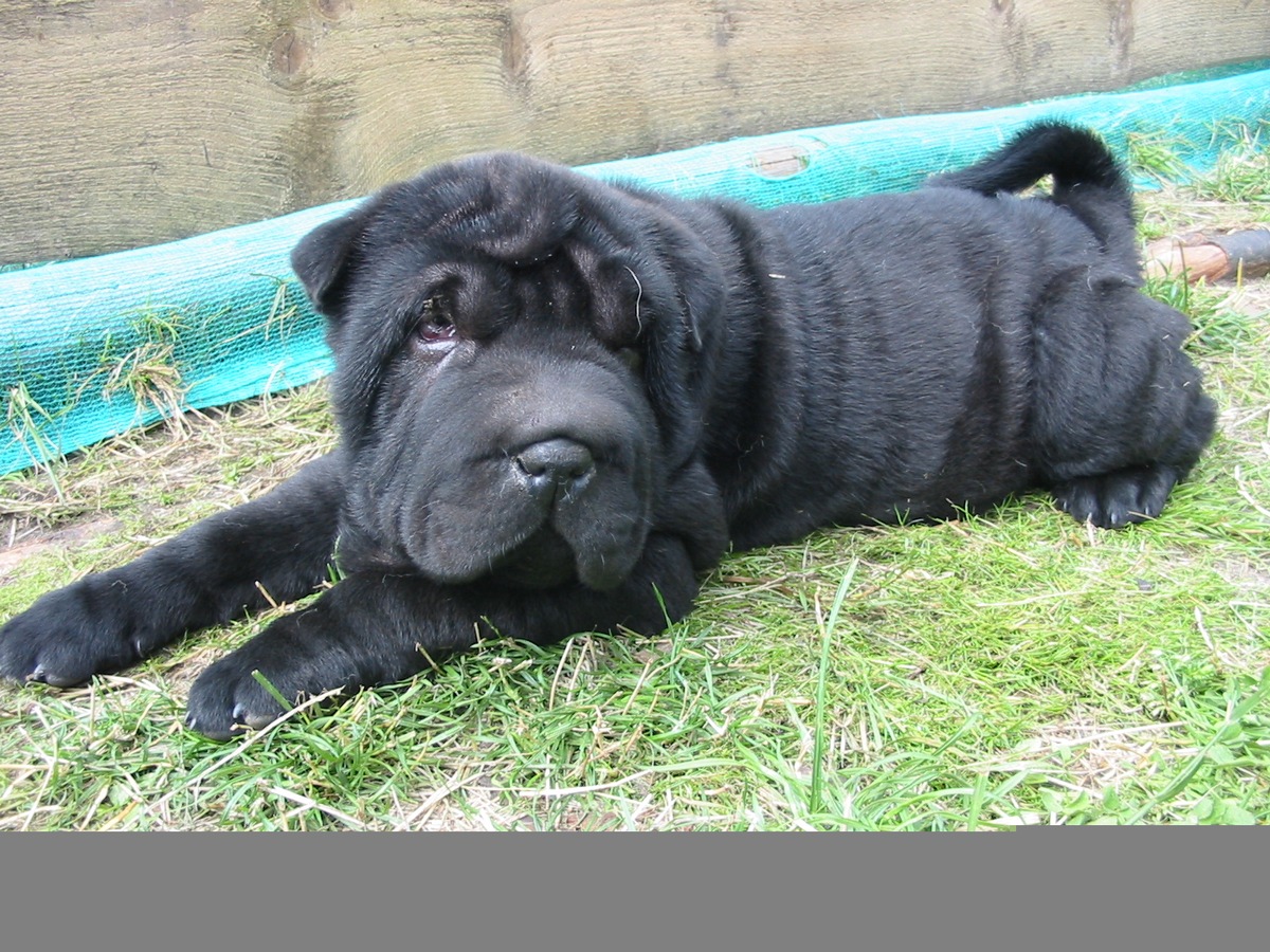 POL-NOM: Hundewelpe &quot;Shar-Pei&quot; entwendet