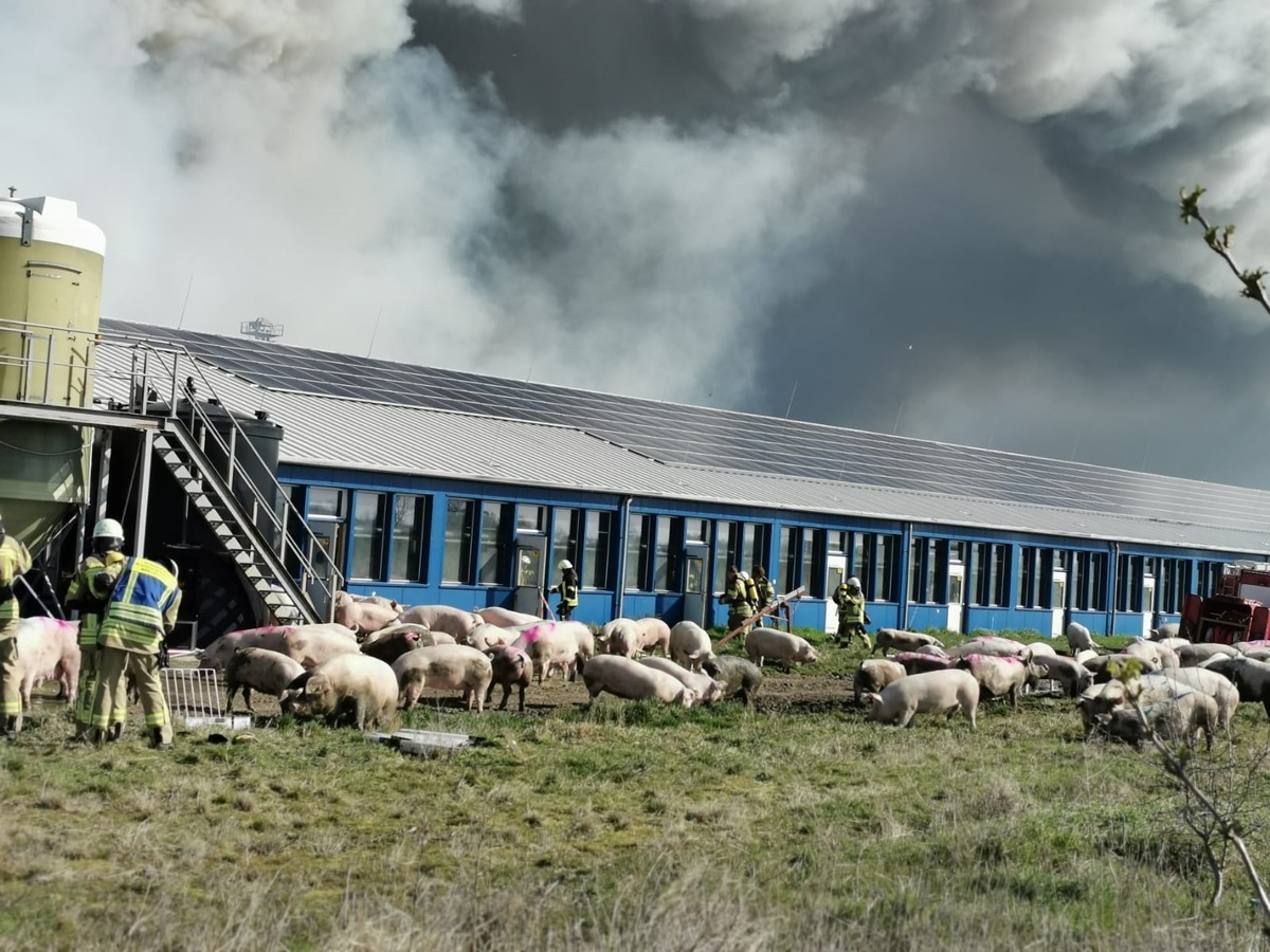 PM - Feuerinferno auf Schweinezuchtanlage in Alt Tellin