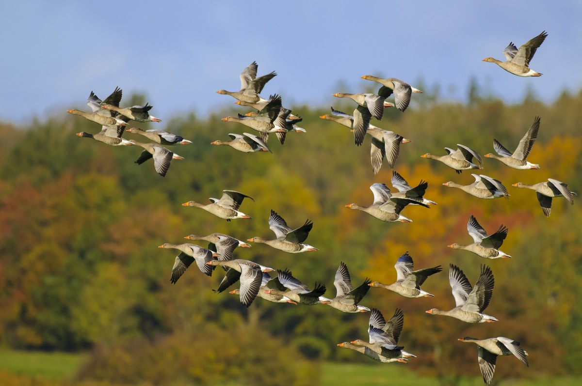 Landesjagdverband Schleswig-Holstein begrüßt neue Jagdzeitenverordnung: Mehr Handlungsoptionen und erhöhter Küstenschutz