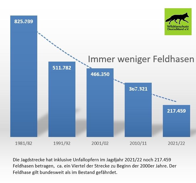 Wie es um den im Bestand gefährdeten Feldhasen steht