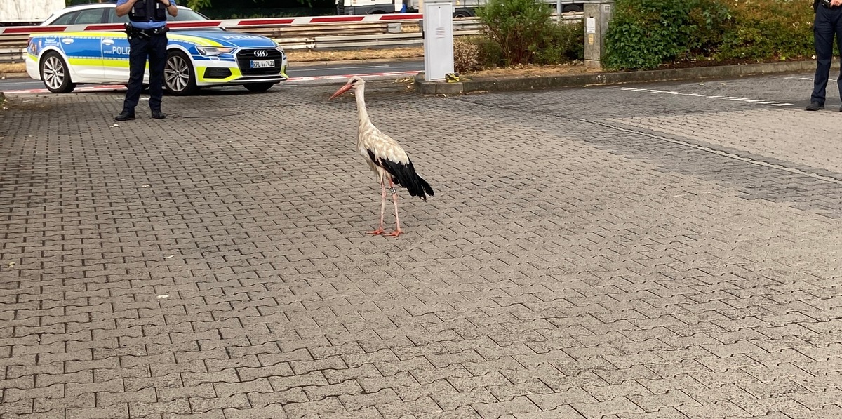 POL-PPMZ: Mainz - Mombach; Autofahrer rettet Storch von Fahrbahn