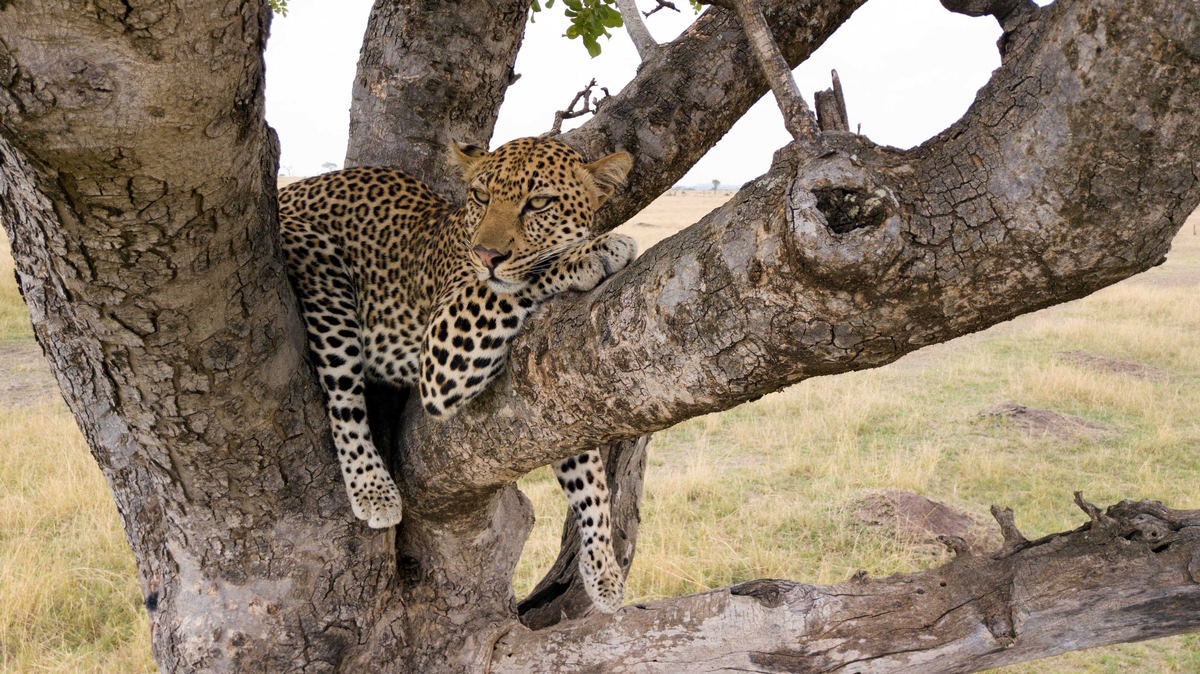 Tiere der Serengeti erzählen ihr Leben: &quot;Terra X&quot;-BBC-Dreiteiler an Ostern im ZDF (FOTO)