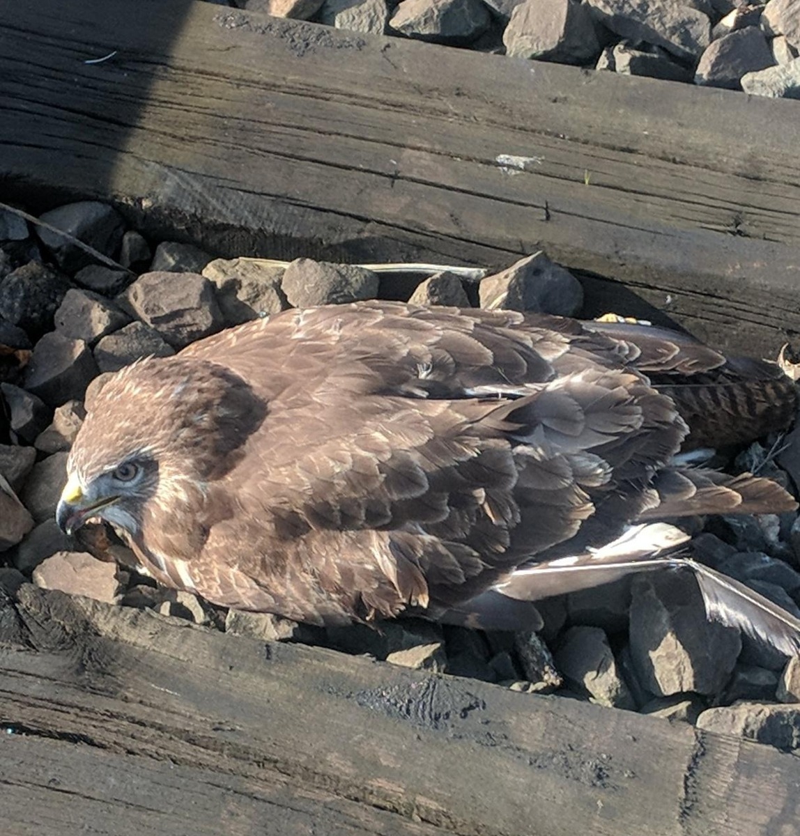 BPOL-FL: Husum - Ungewöhnlicher Einsatz für die Bundespolizei - verletzter Bussard in den Gleisen