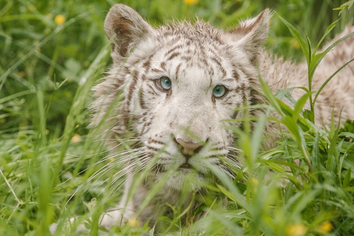 Journée internationale du tigre: les tigres blancs menacés