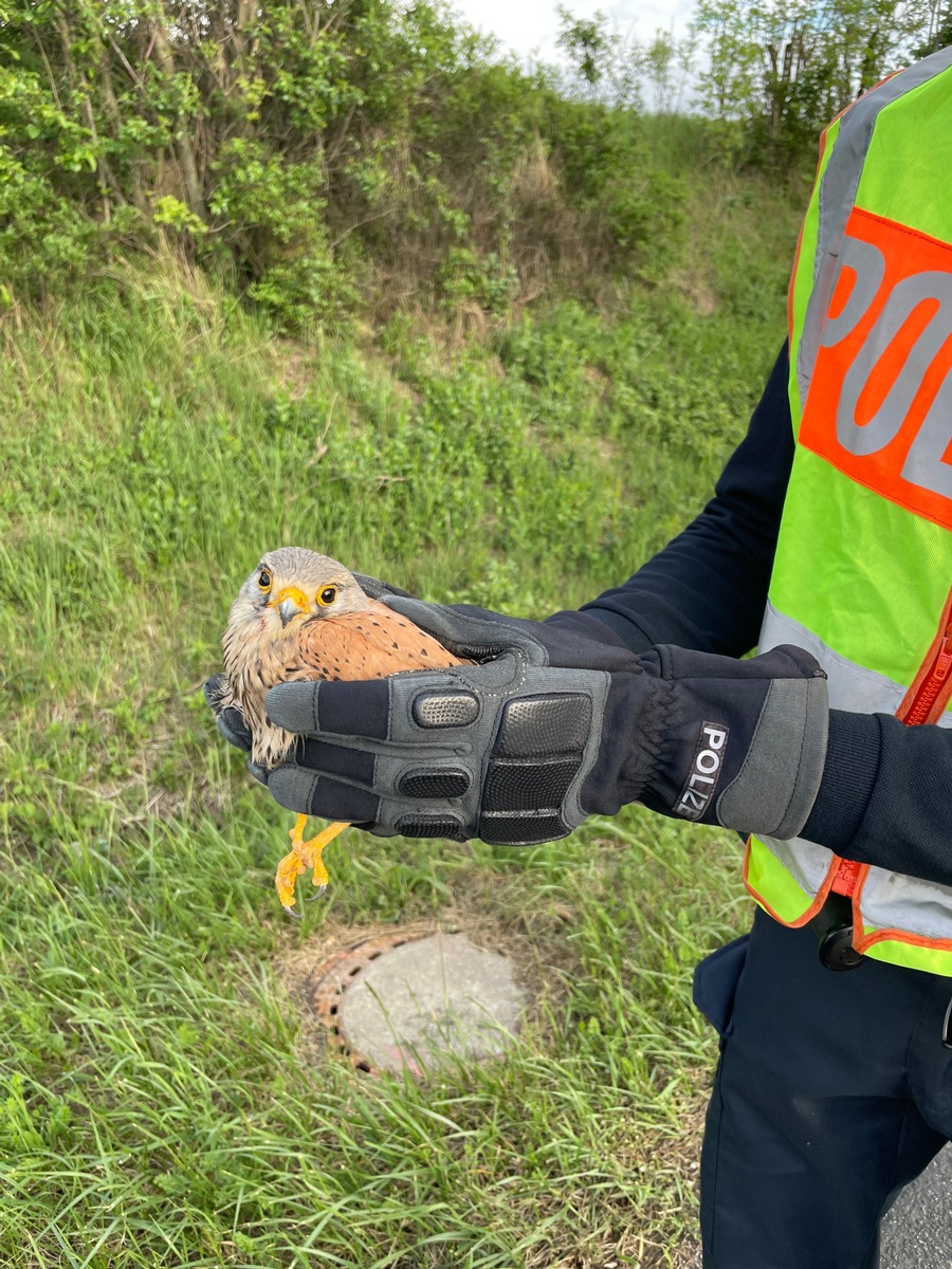 POL-PDNW: Greifvogel gerettet