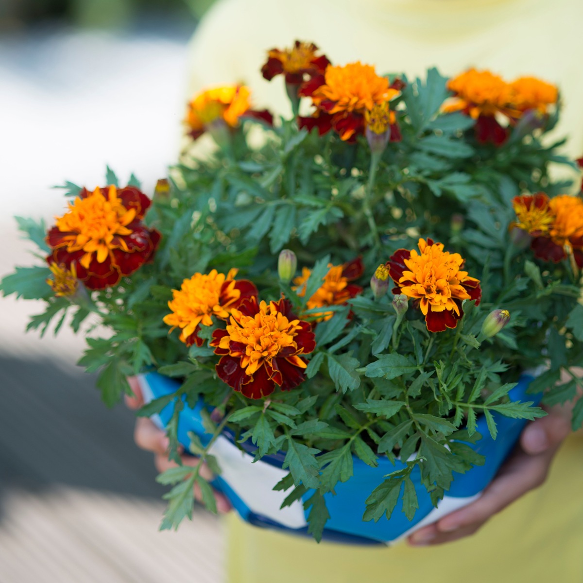 Exotische Gartenblüher laden zum Sommerfest ein / Fiesta im Außenbereich mit Mandevilla und Tagetes (FOTO)