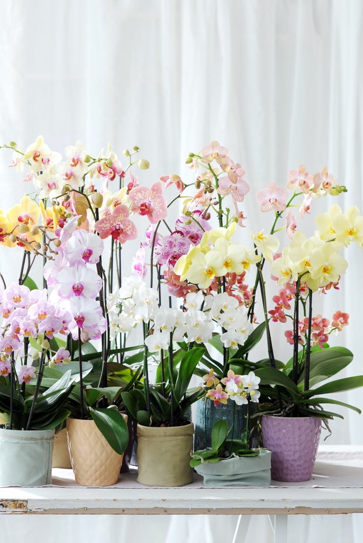 Phalaenopsis ist Zimmerpflanze des Monats Dezember / Zarter Jahresabschluss mit der Phalaenopsis in Pastell (FOTO)