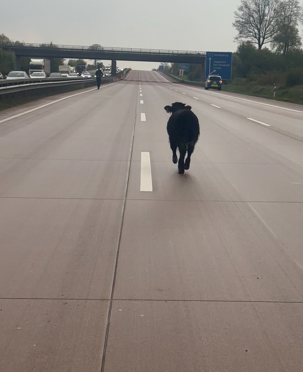 POL-RZ: Stillstand auf der A1, Ausflug eines Jungbullen bremst Berufsverkehr aus