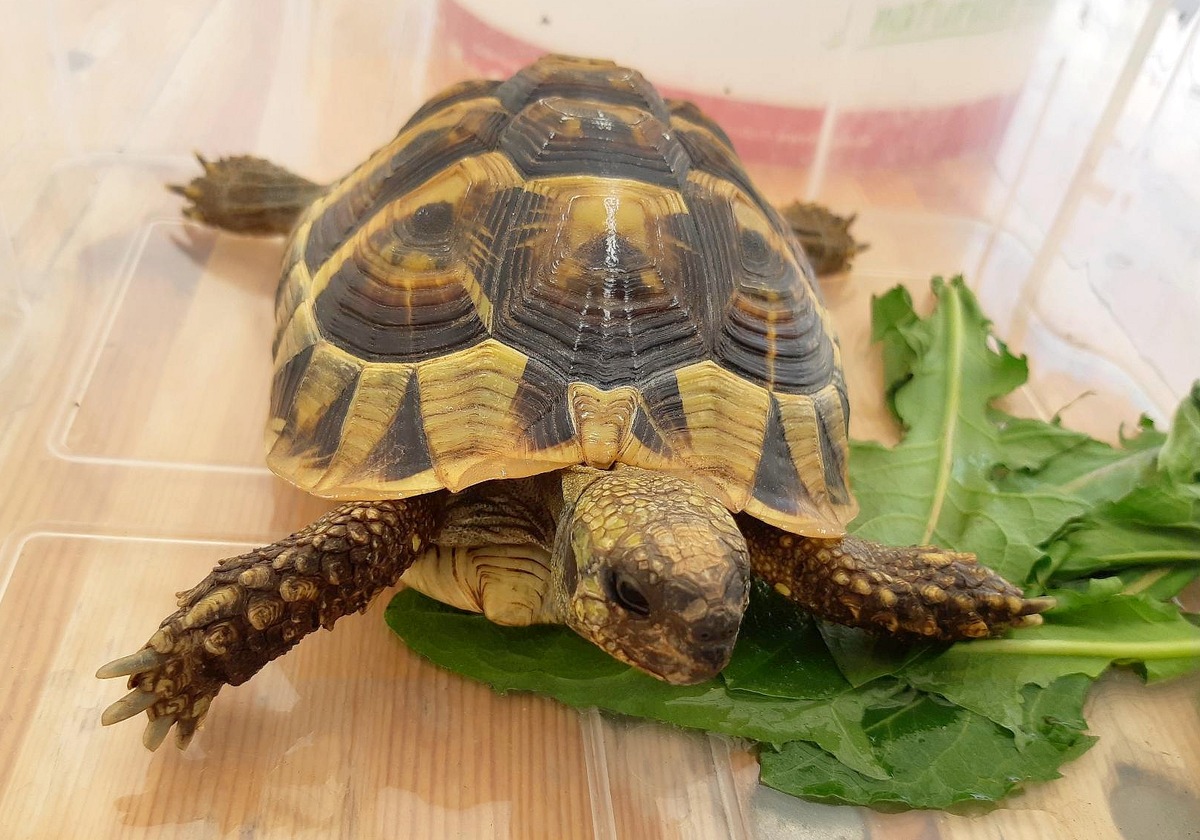 Bundespolizeidirektion München: Ungewöhnlicher Fund bei Grenzkontrolle: Schildkröte im Handschuhfach