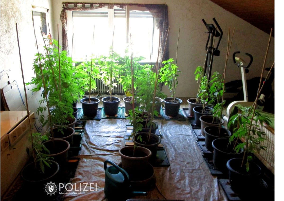 POL-PPWP: Polizei findet Cannabispflanzen