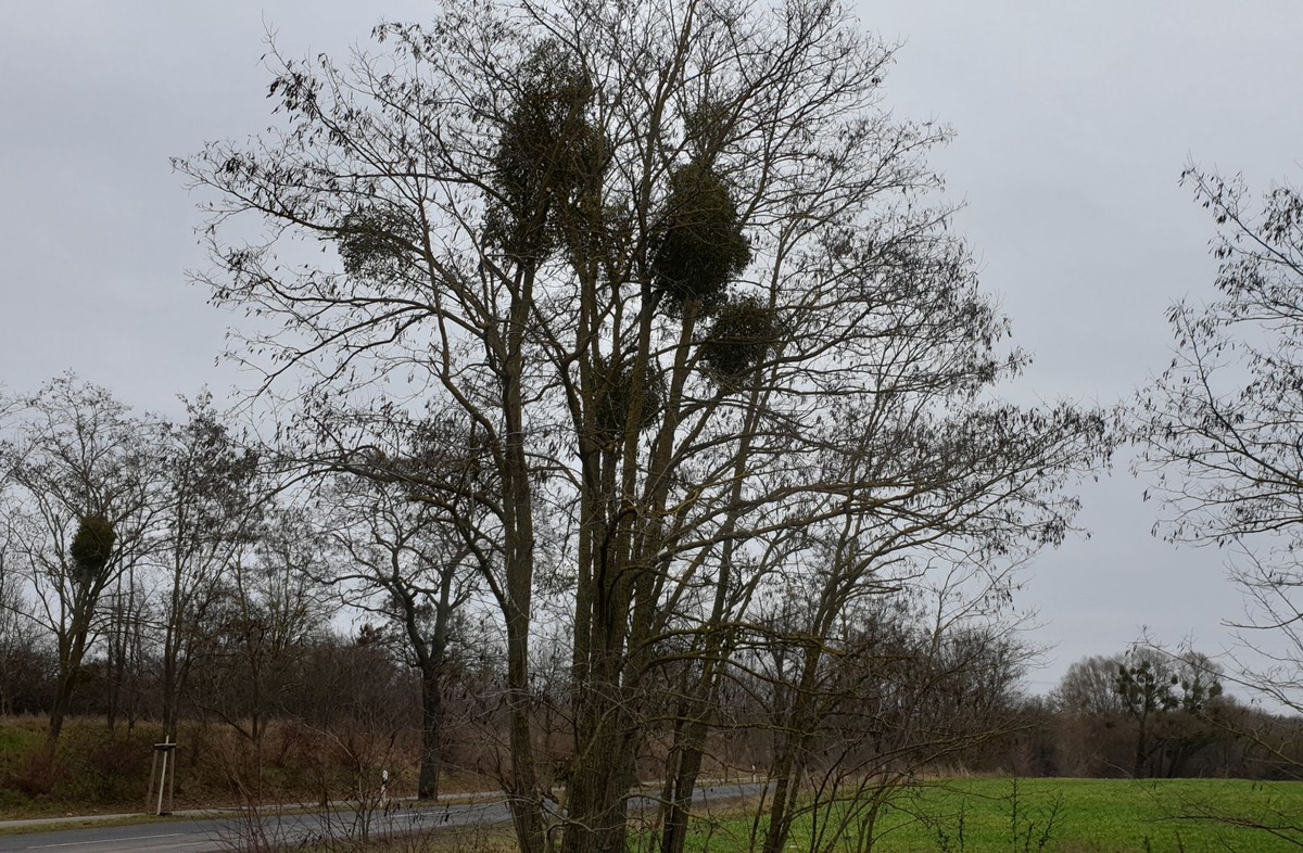 Kugelrunde Sträucher: Laubholzmisteln in Baumkronen