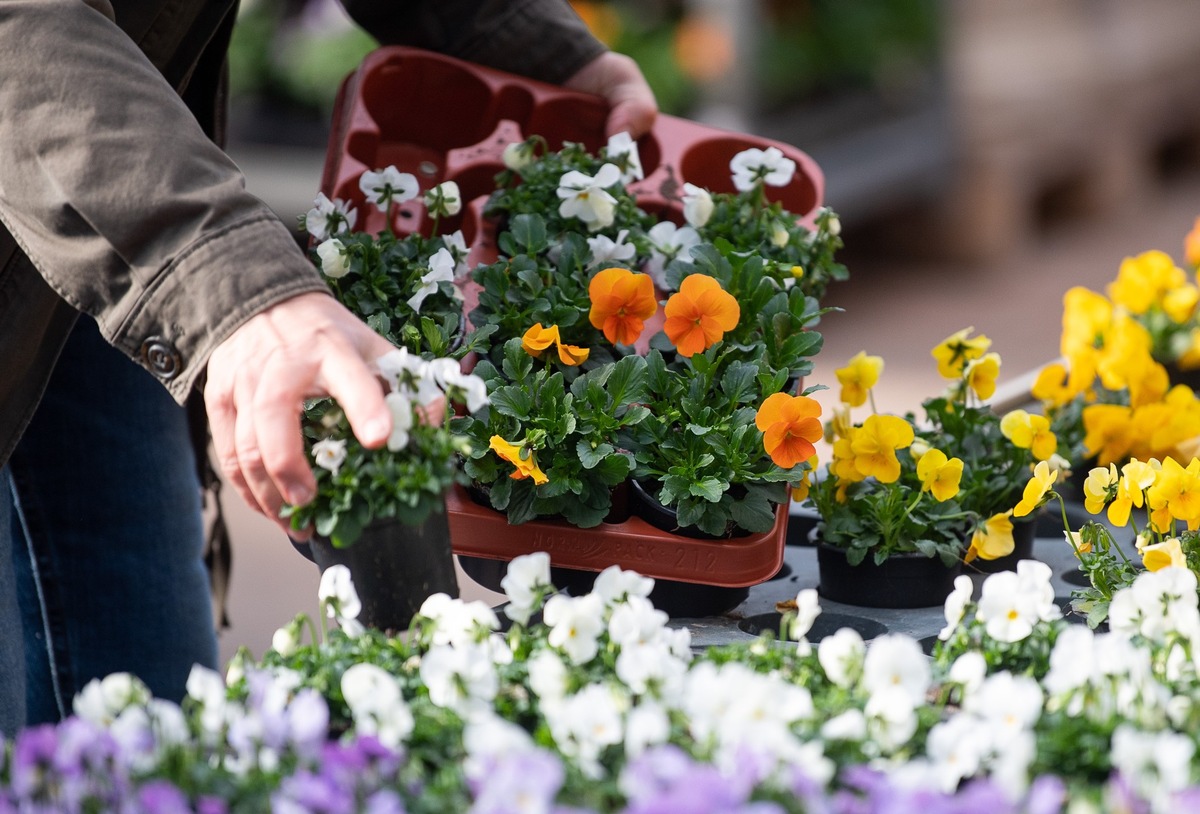 ++ BUND-Zierpflanzentest: Giftfalle im Blumentopf – Einige „bienenfreundliche“ Pflanzen sind Sondermüll –  #BesserOhneGift | Bitte Sperrfrist 05.00 Uhr beachten  | SPERRFRIST 05.00 Uhr ++