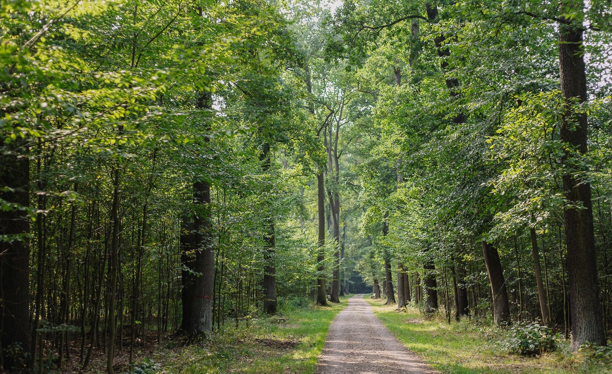 Zehn Jahre FriedWald Gartenreich Dessau-Wörlitz