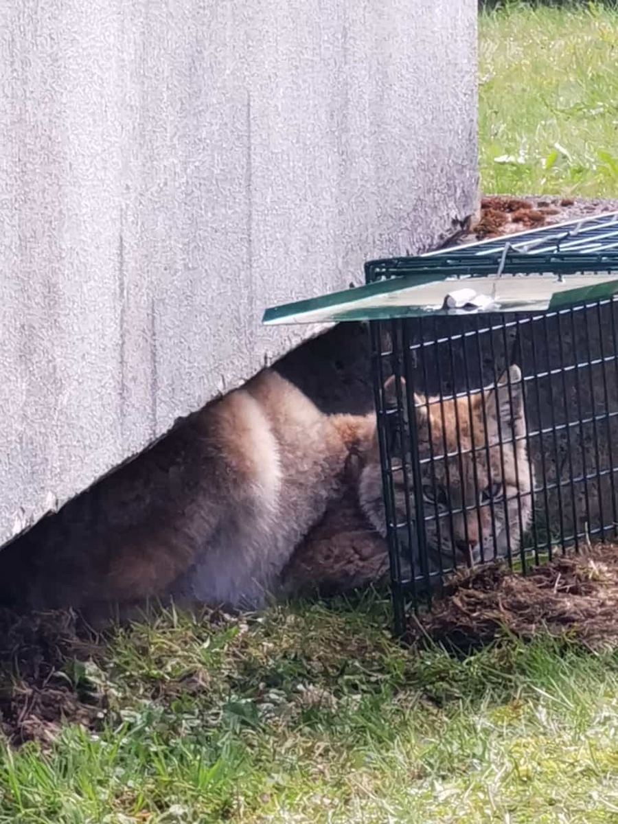 POL-GS: Polizeistation Braunlage: Luchs im Stadtgebiet Braunlage