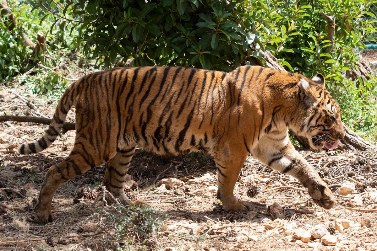 Mission accomplie pour QUATRE PATTES: les deux tigres argentins sont arrivés sains et saufs en Jordanie