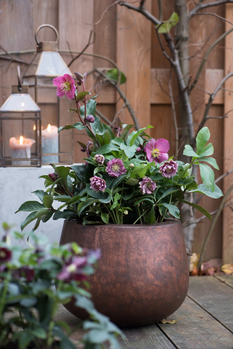 Rosige Zeiten für kalte Monate / Alpenflair im winterlichen Garten mit der Lenzrose