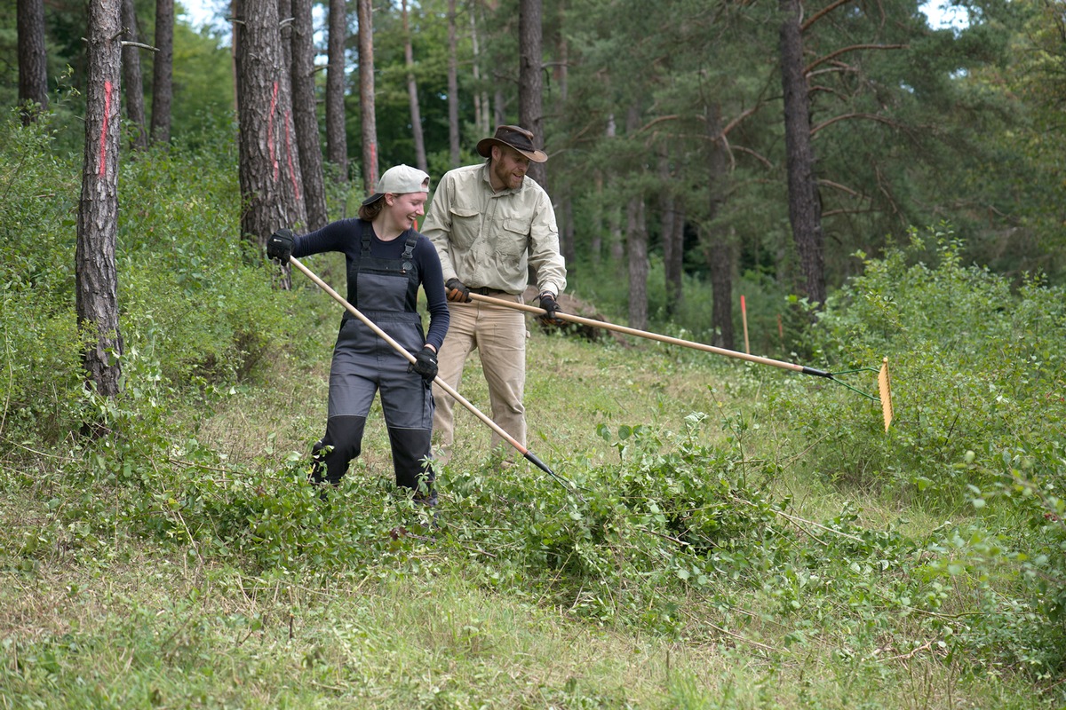 Ehemaliger Hutewald und Offenlandbiotope werden von Bergwaldprojekt-Freiwilligen gepflegt