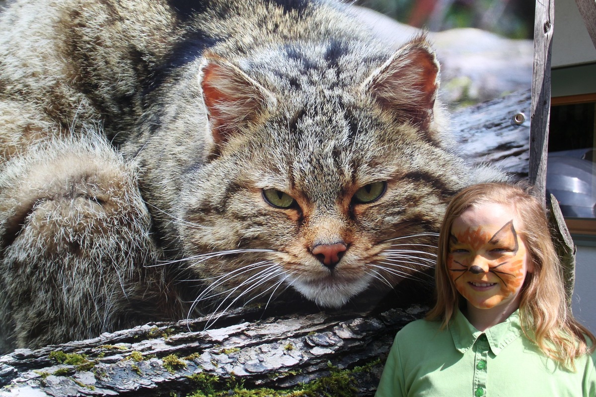 Wildkatzentag in Tripsdrill